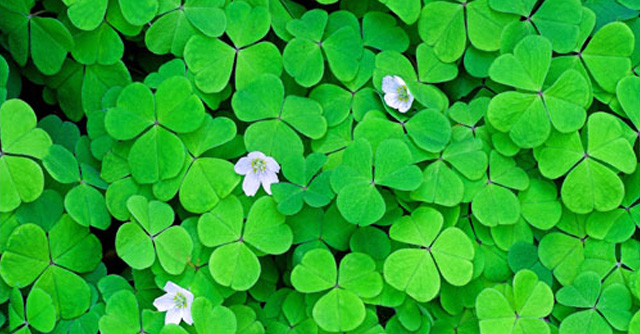 Wishing You A Happy St. Patrick's Day! | The LOOP Blog